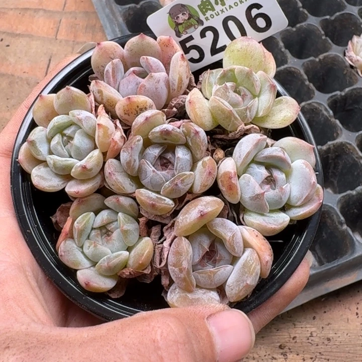 多肉植物多肉植物