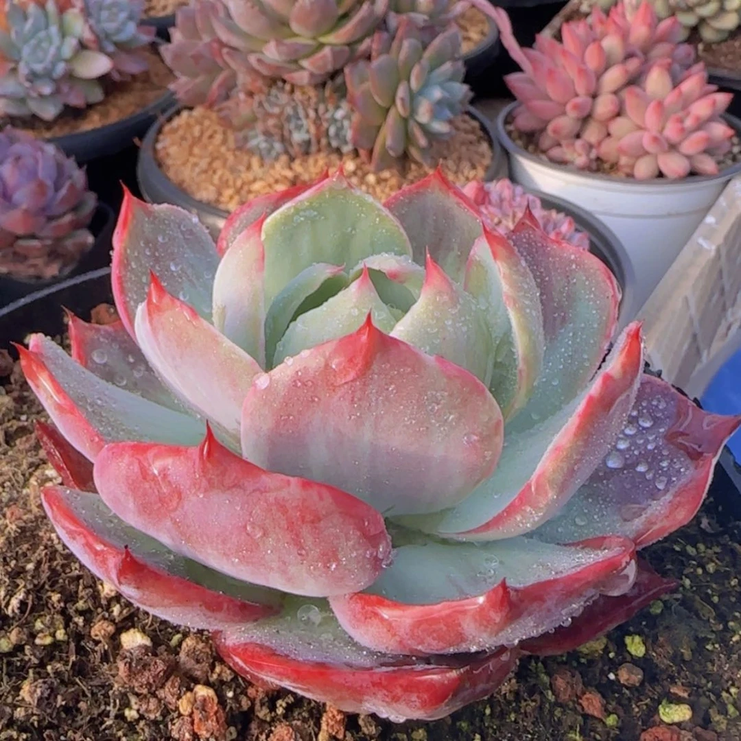 【闪购商品】小宽叶惊鸿