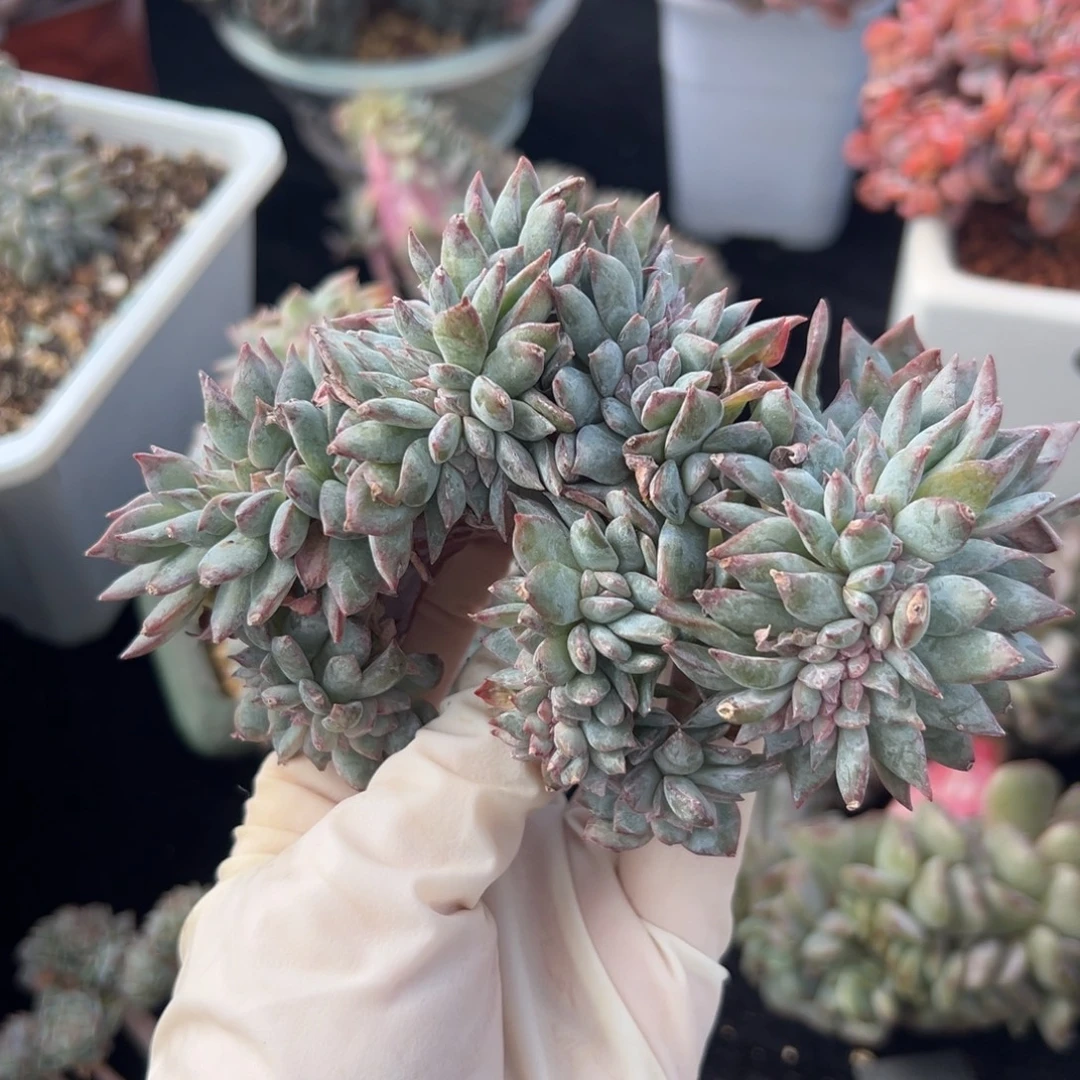 福利 新年快乐 新年快乐