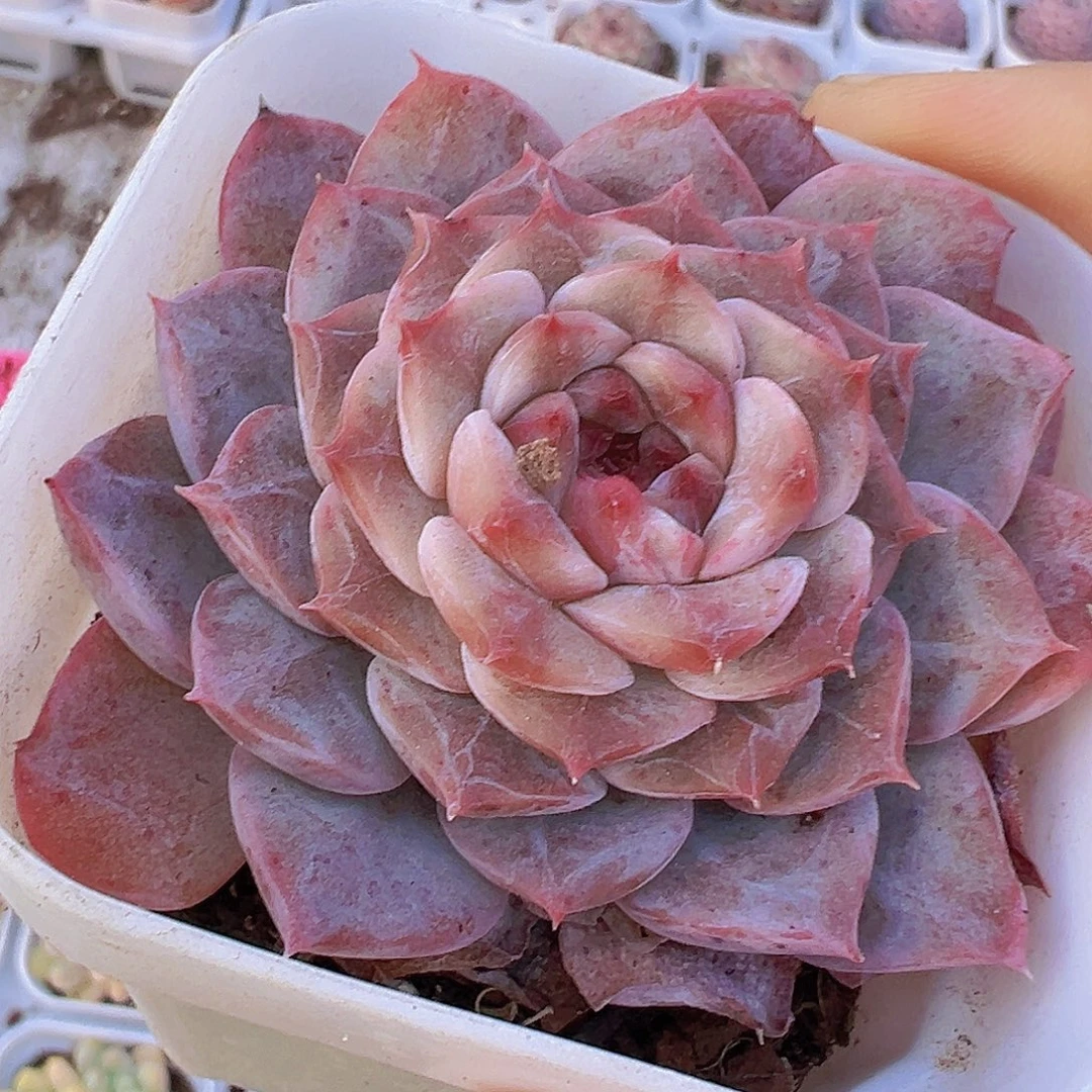 星愿19包邮多肉植物