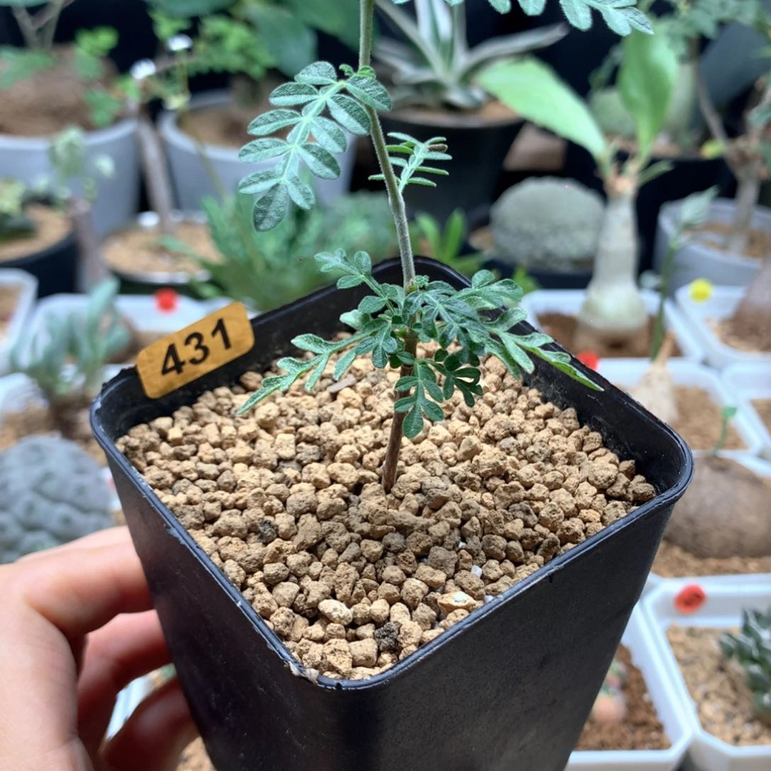 织冠漆树实生带盆多肉431