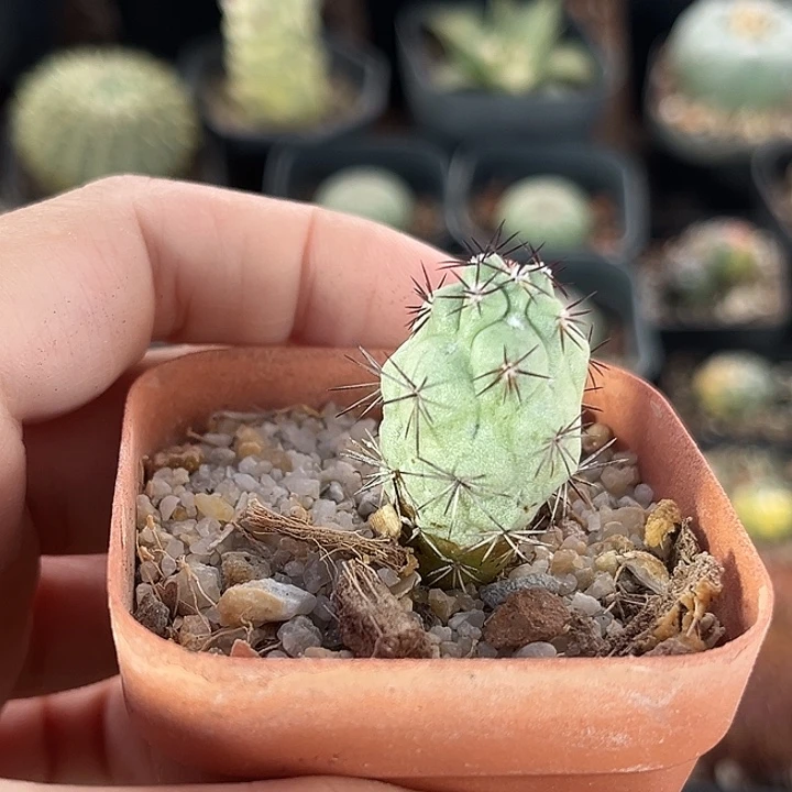 仙人球一物一拍自根11