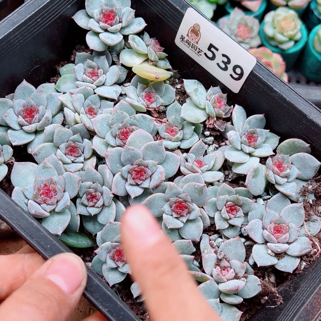 温***，多肉植物多肉植物
