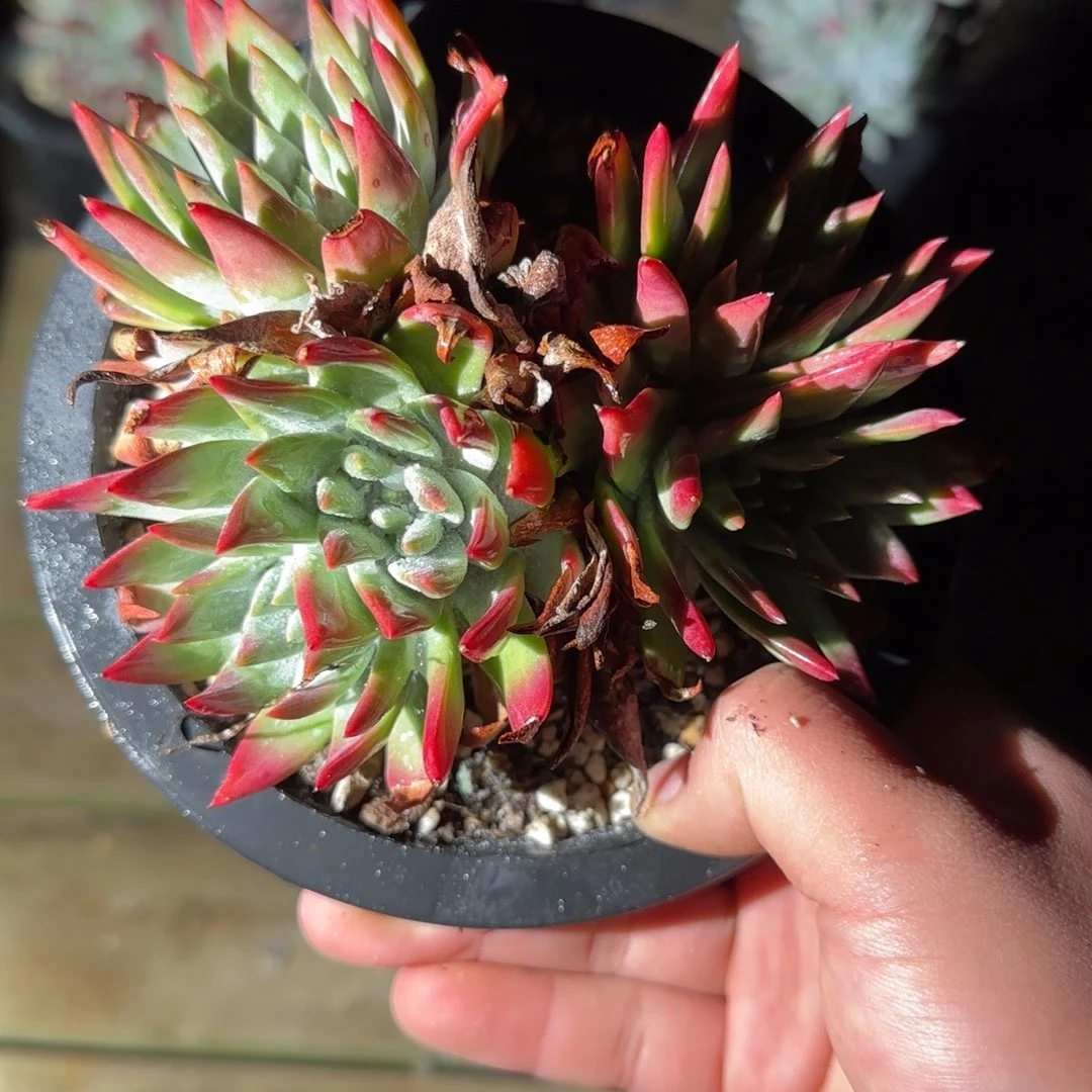 大***桃20250204多肉桃桃066