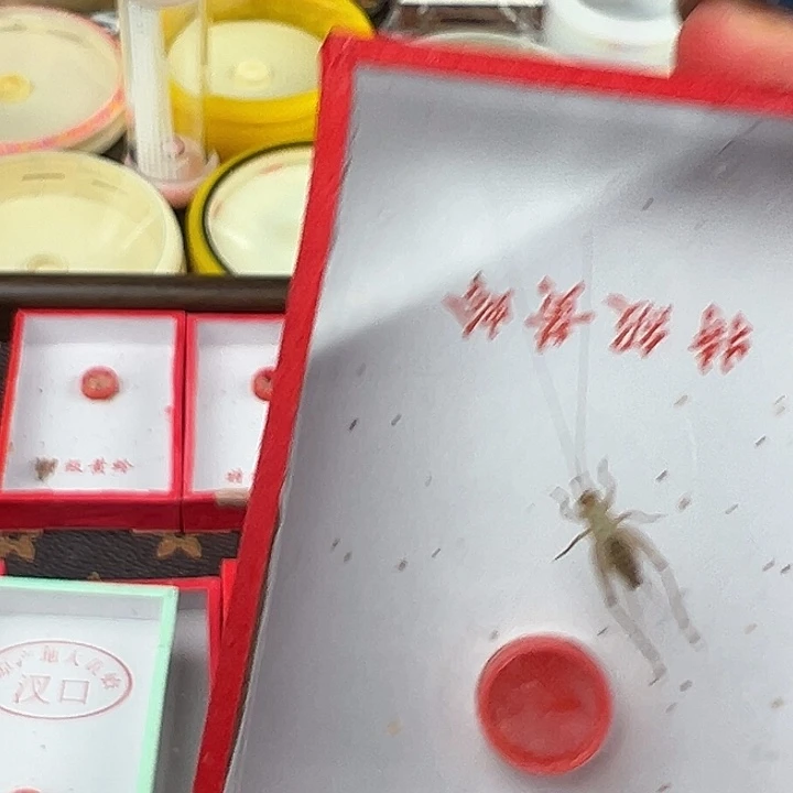 汊口大黄一只………………