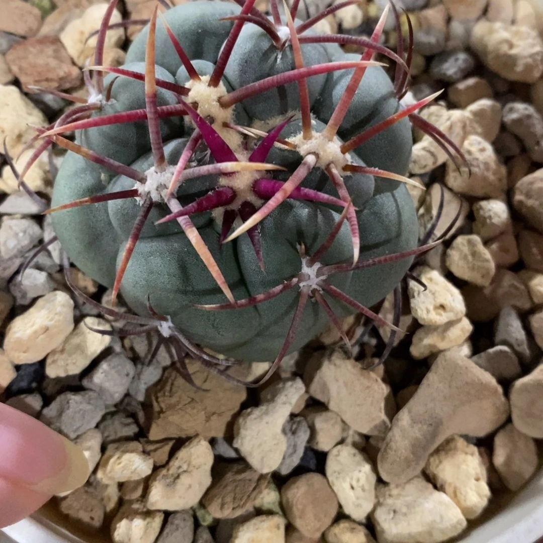 高木绯冠龙5cm实生