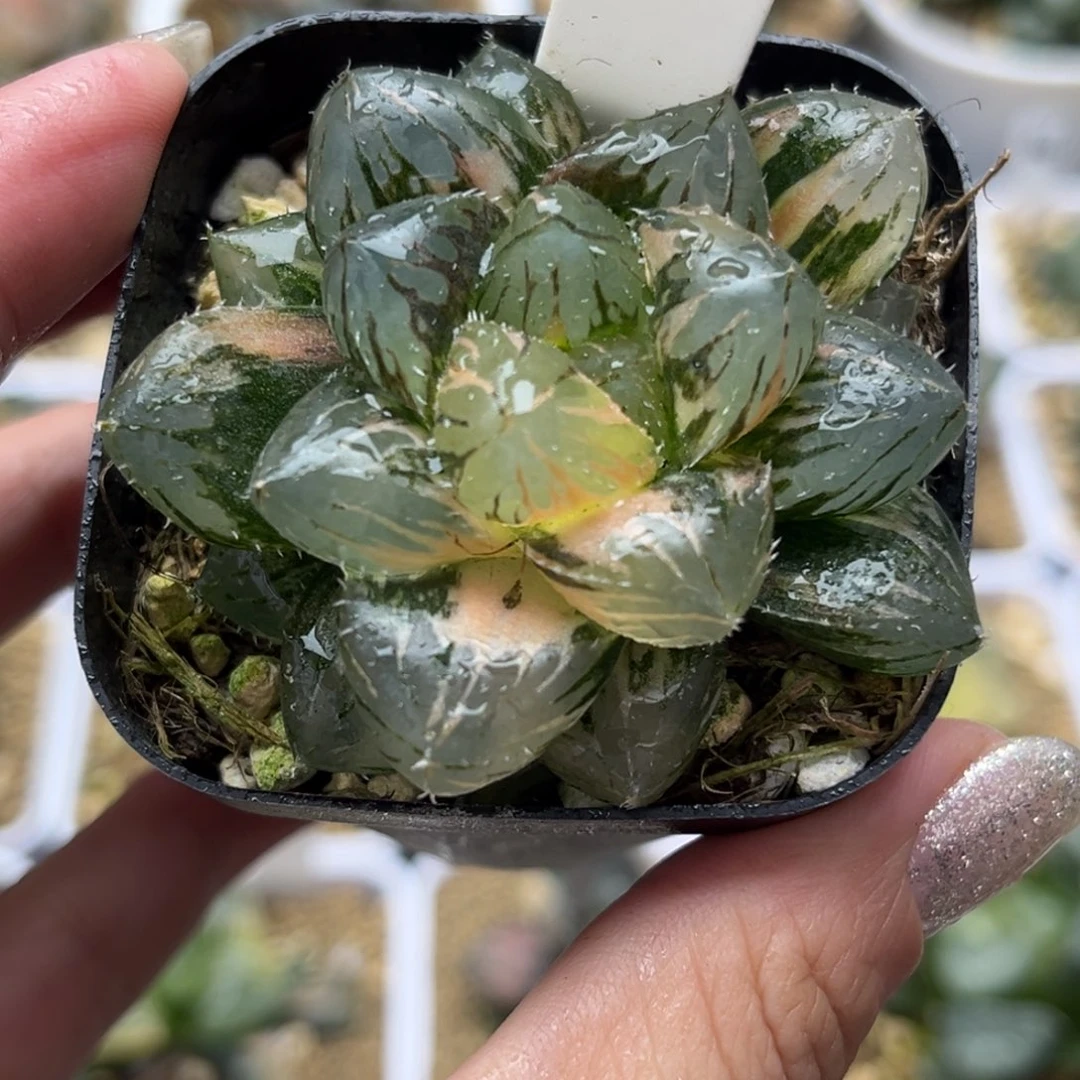 710om玉露锦哈哈哈哈哈哈哈