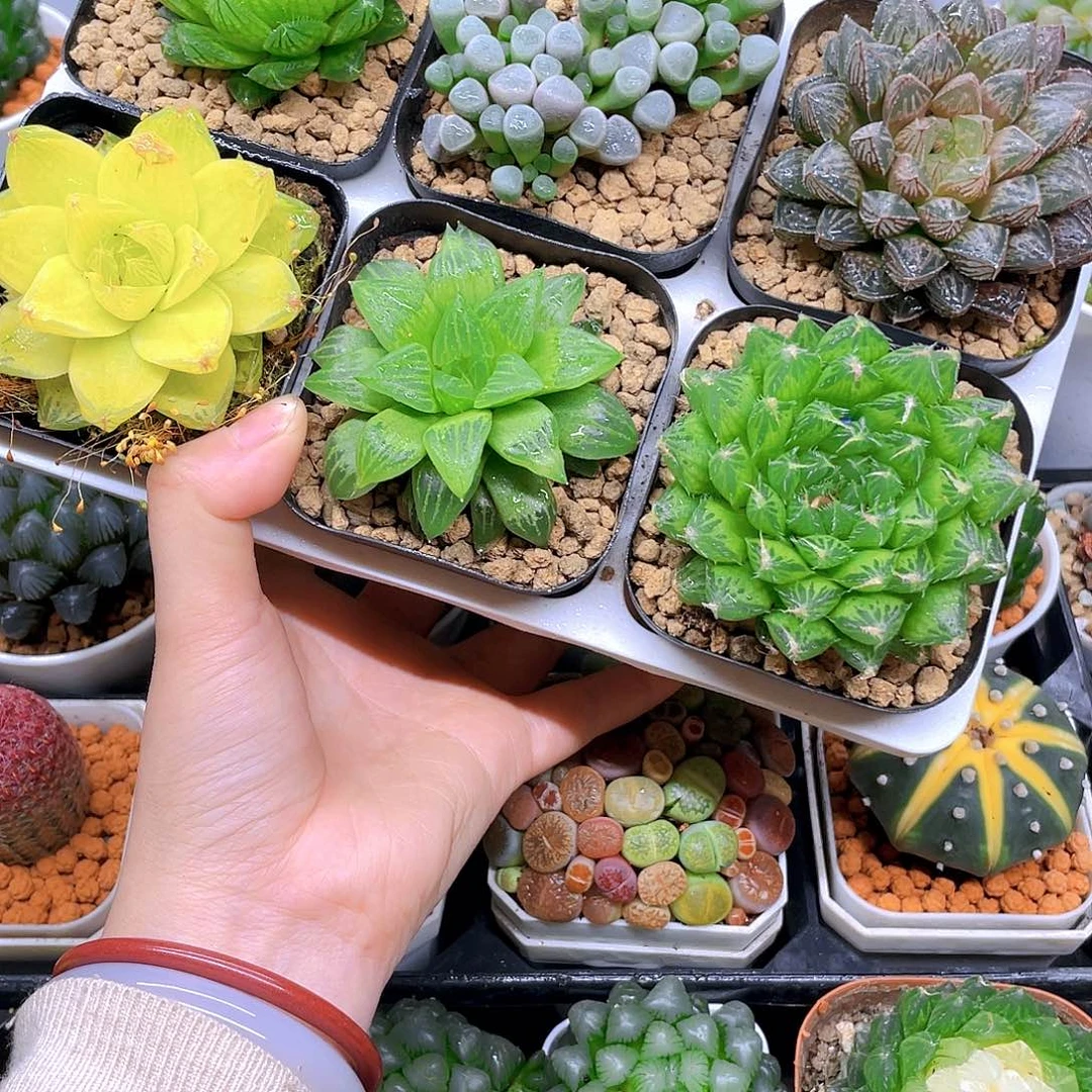 玉露六件套多肉，原盆