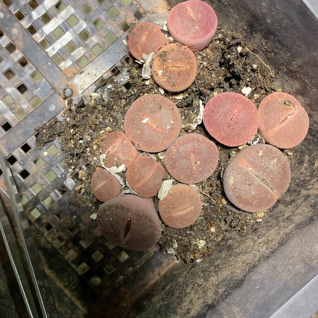 小****5K202多肉植物保护