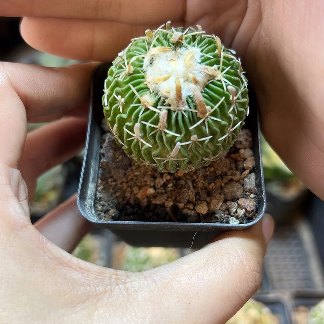 实生太刀郎3.5公分带盆