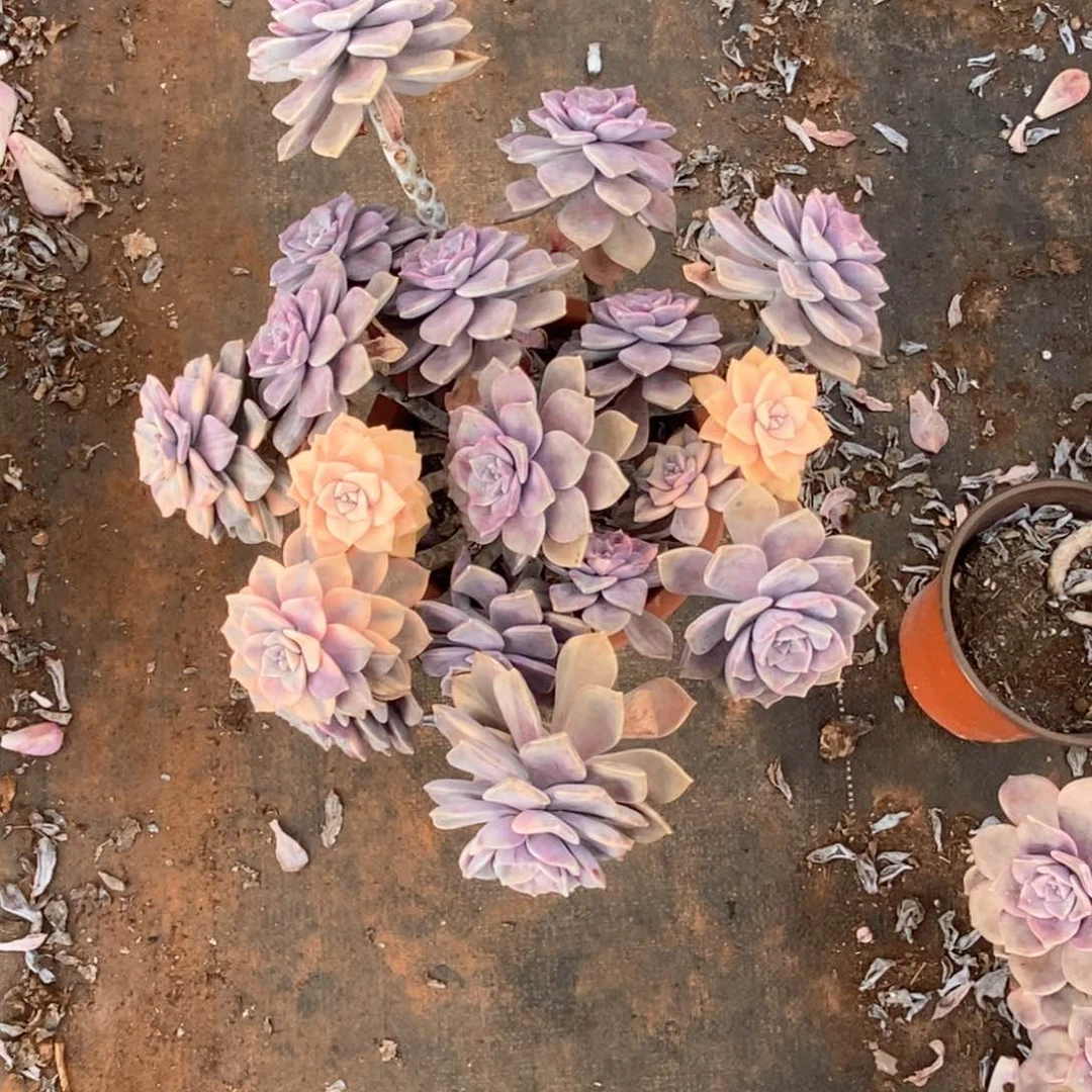 肉*多47 一物一拍紫乐锦