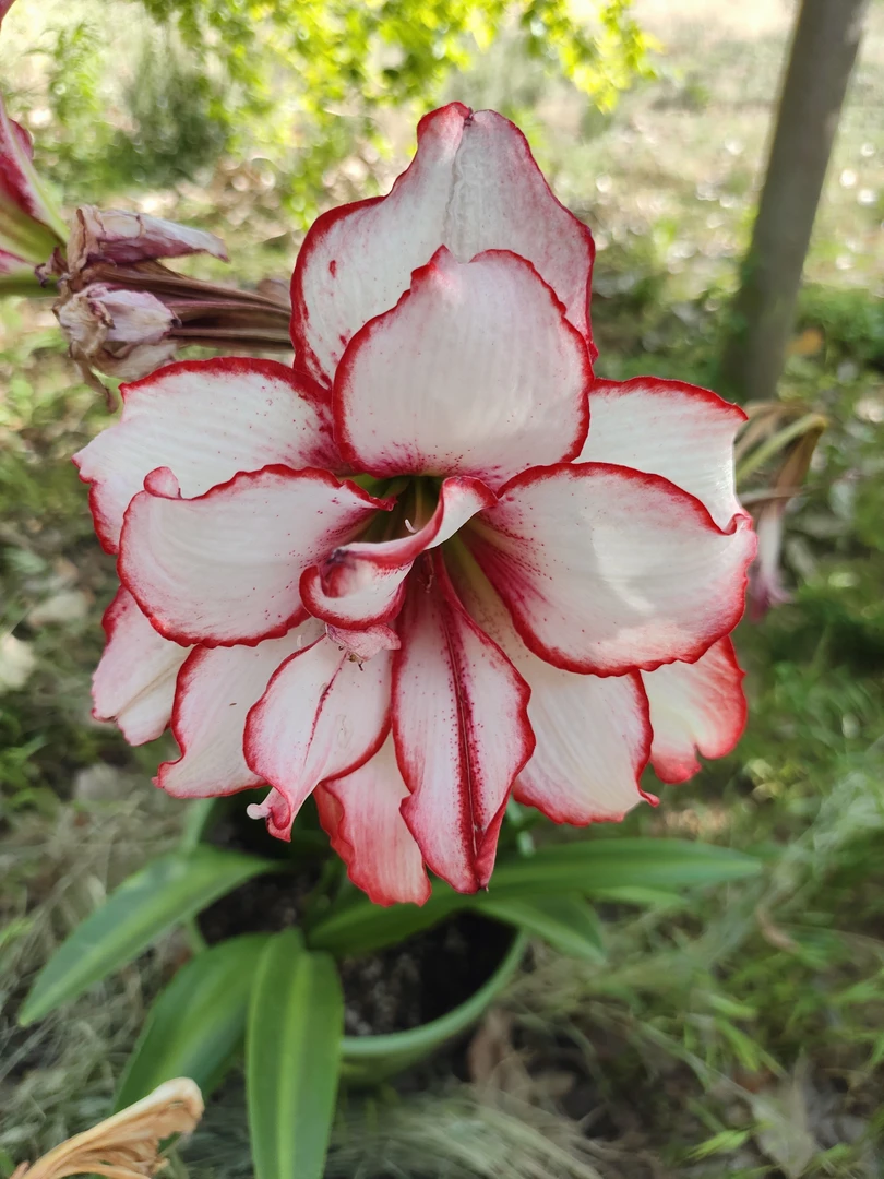 国内自育【白肋鬼魅】重瓣朱顶红裸球