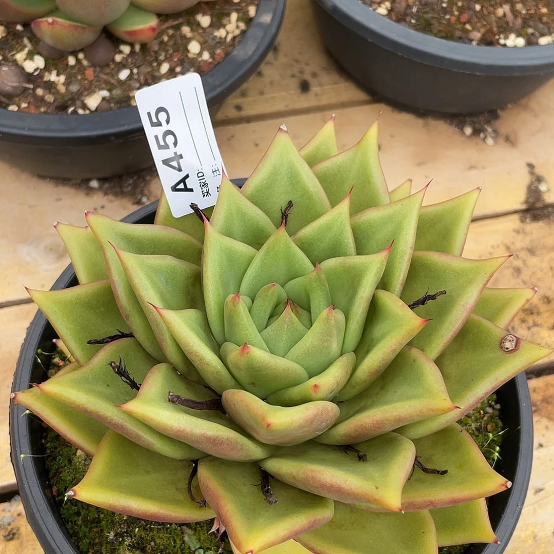 若如东云单拍A455