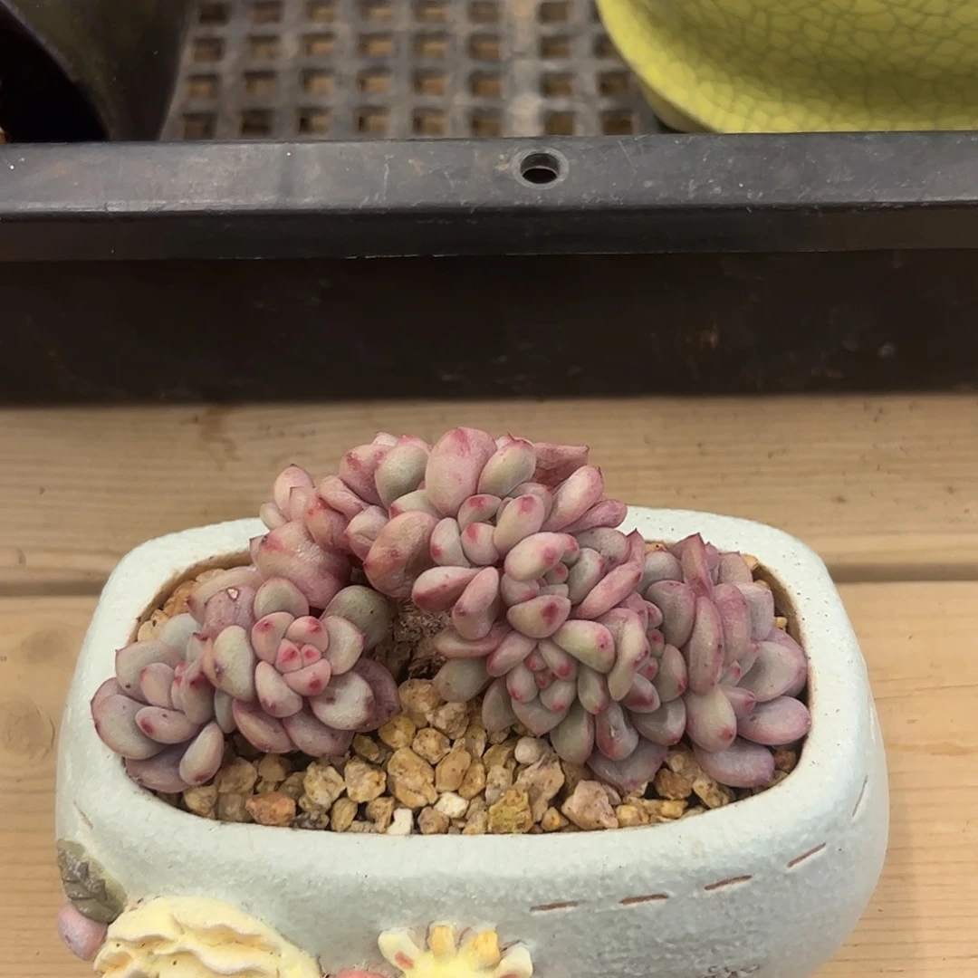 夏天专拍爱丽儿x x x x