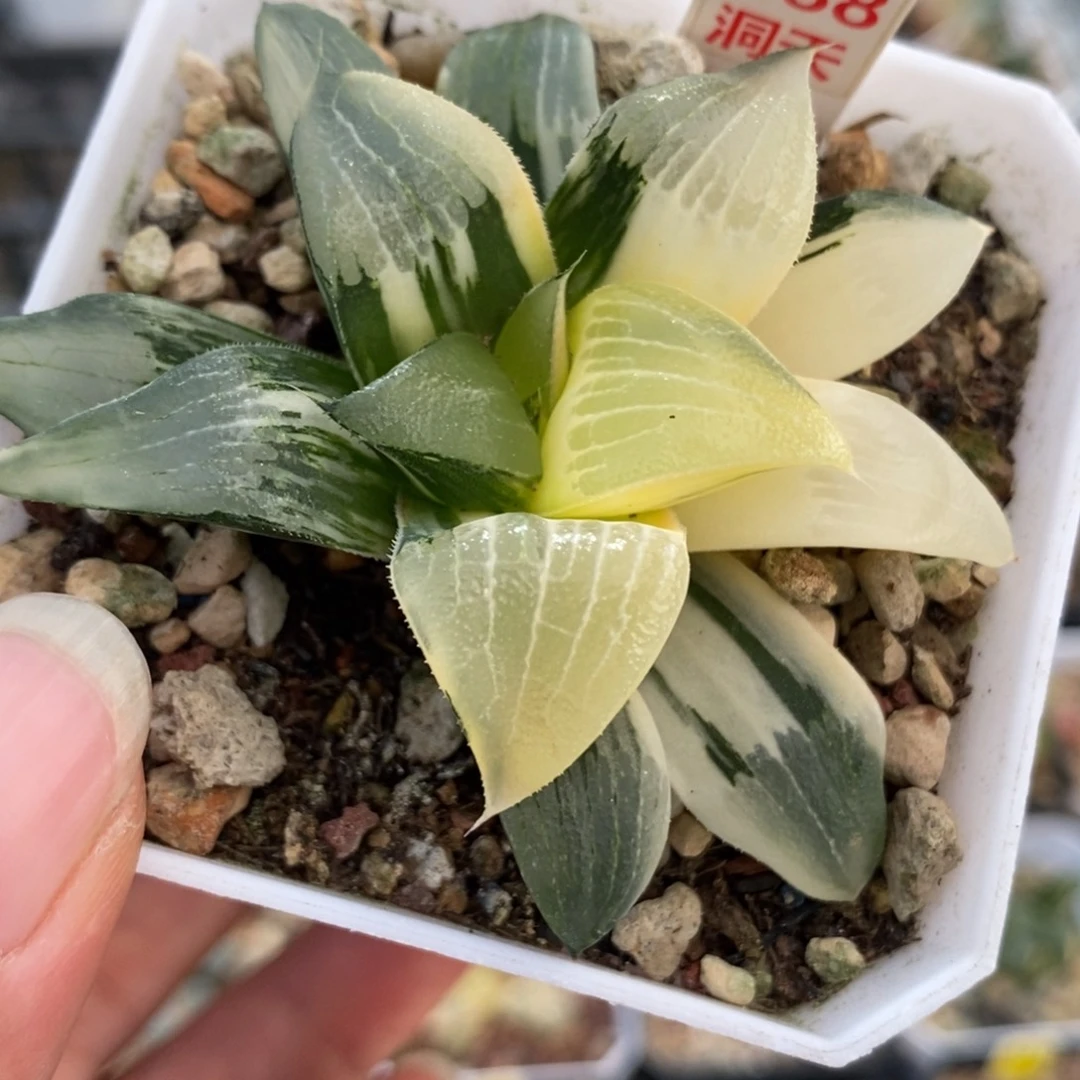 388裹实生克锦一物一拍