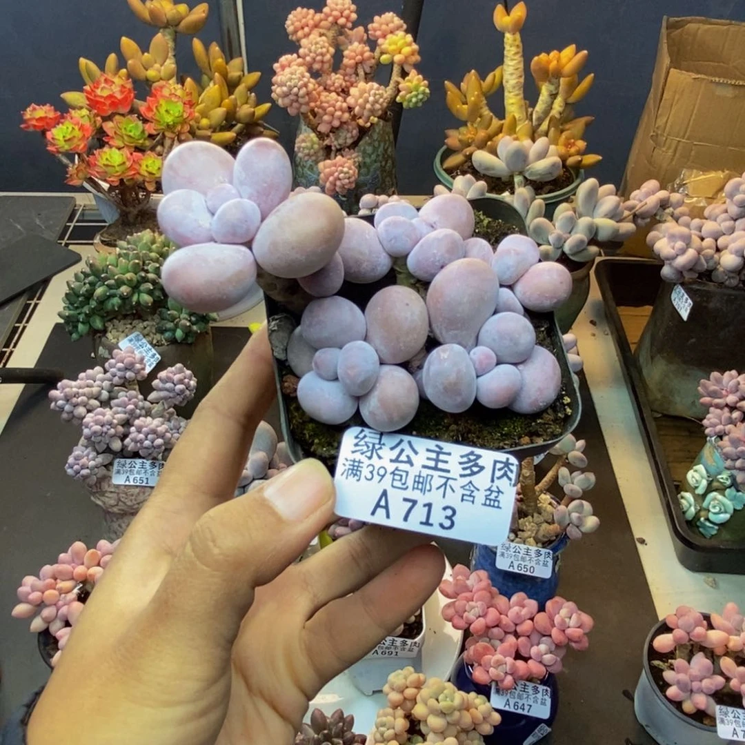 713芭比奶多肉7c m