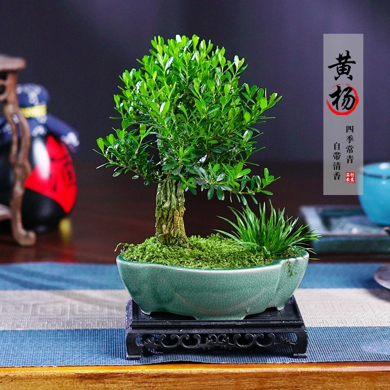 黄杨矮霸老桩盆景树苗造型小栽绿植室内客厅好养树桩植物茶桌摆件