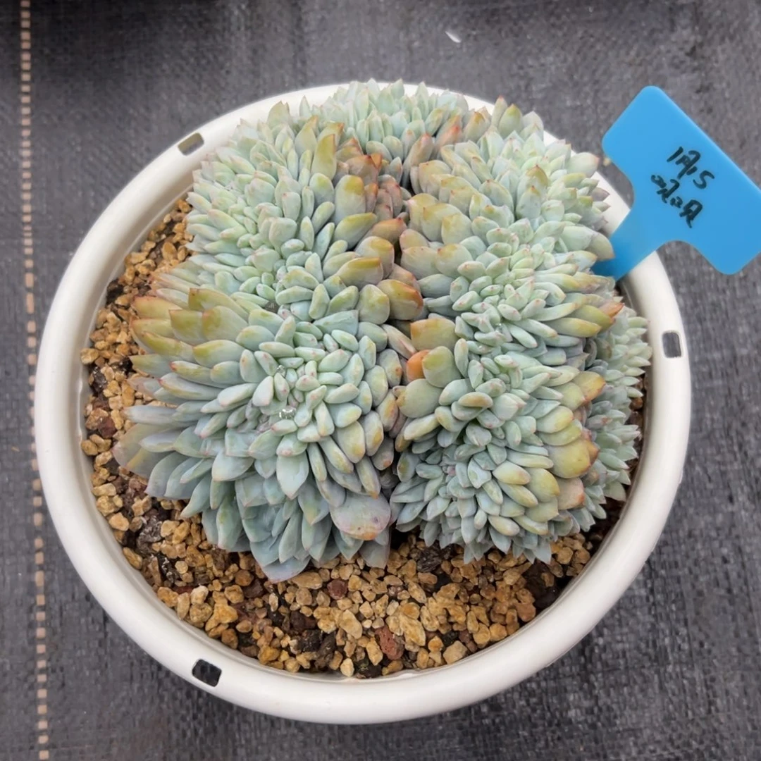 一物一拍链接，呗呗寄养