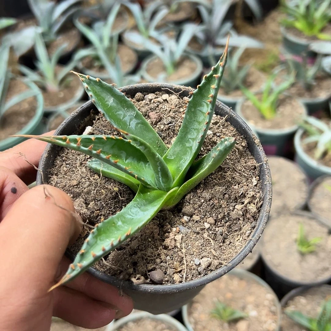 宽叶蒙塔娜侧芽无根