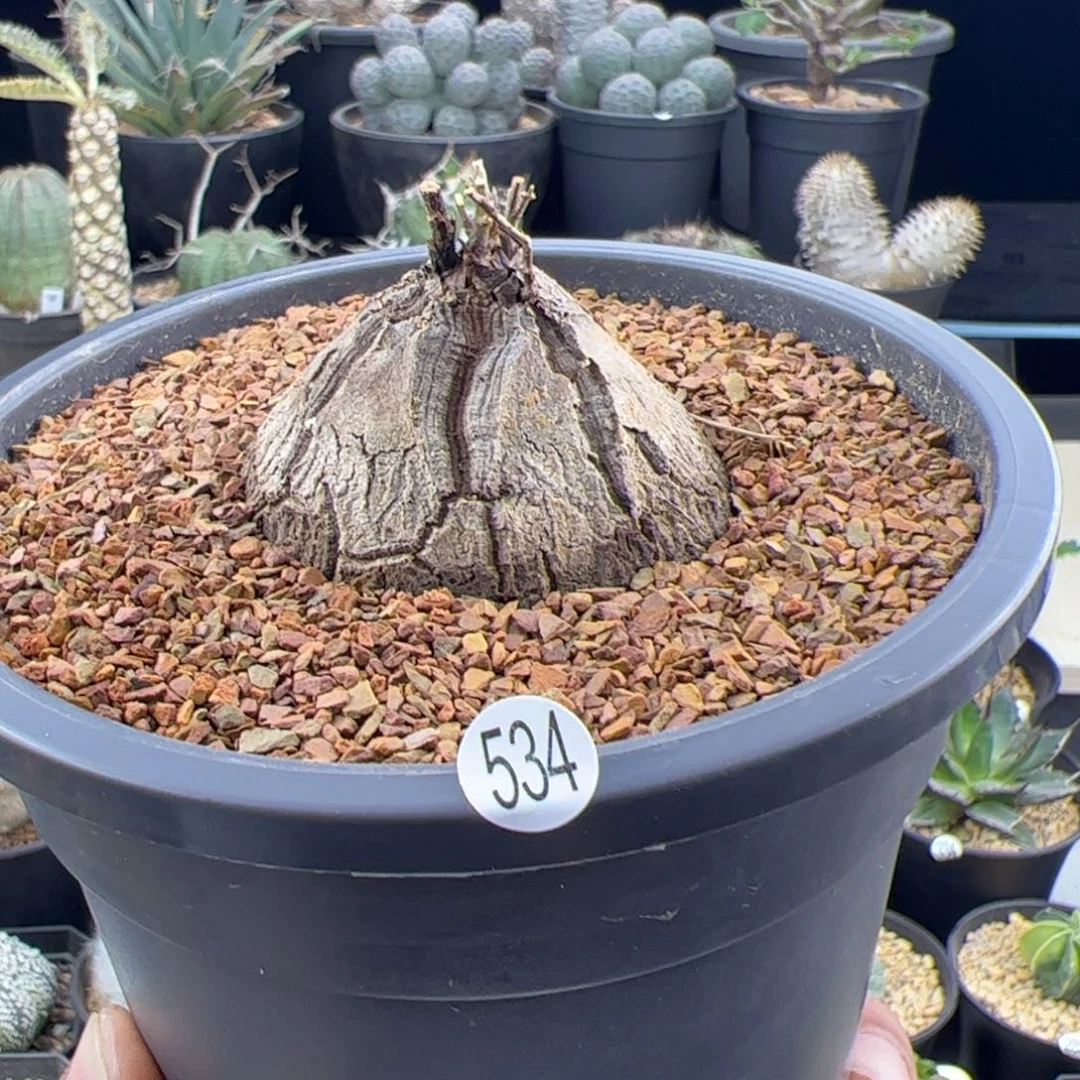 南非龟甲龙5.2一物一拍