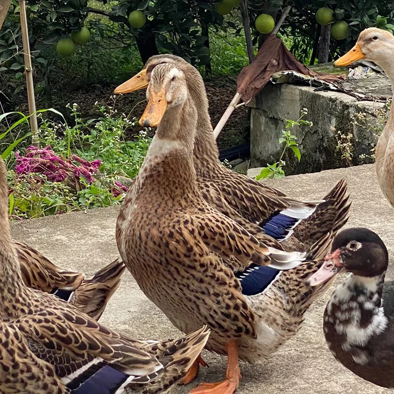 【湖南老麻鸭】散养喂粮食土鸭农家土麻鸭