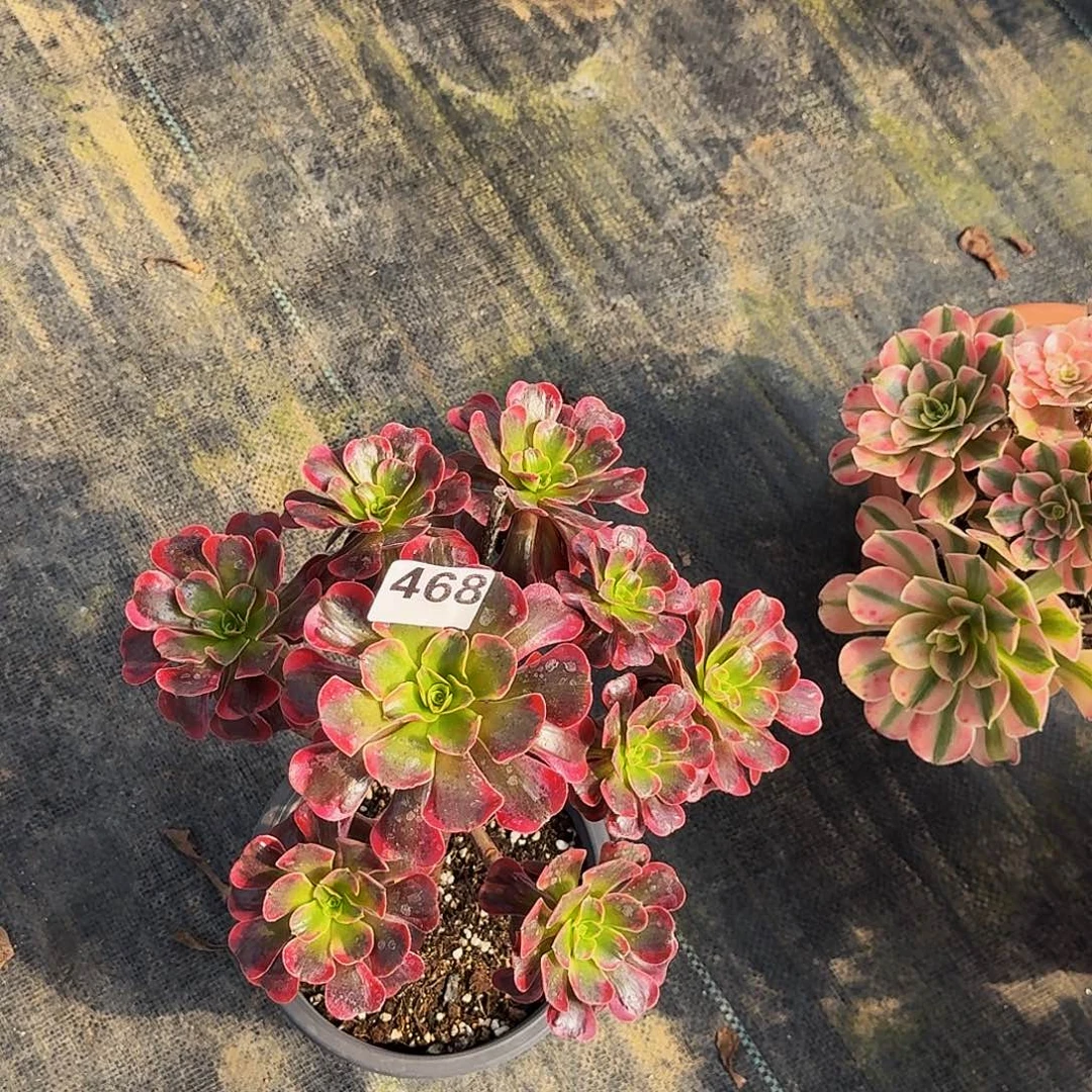 468爱神法师植物多肉