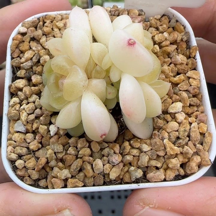 347号财富现金晗雨多肉