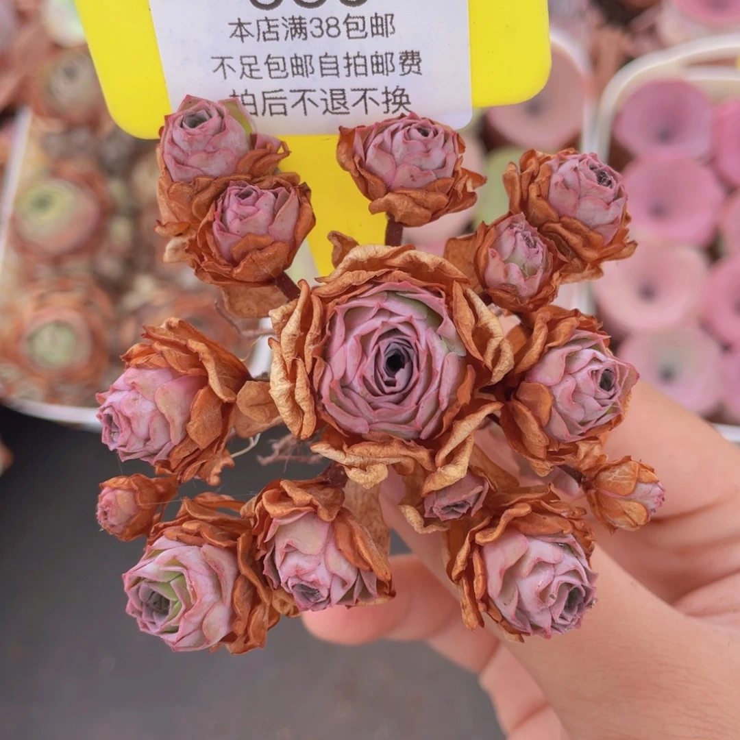 山地玫瑰639满38包邮裸根发货