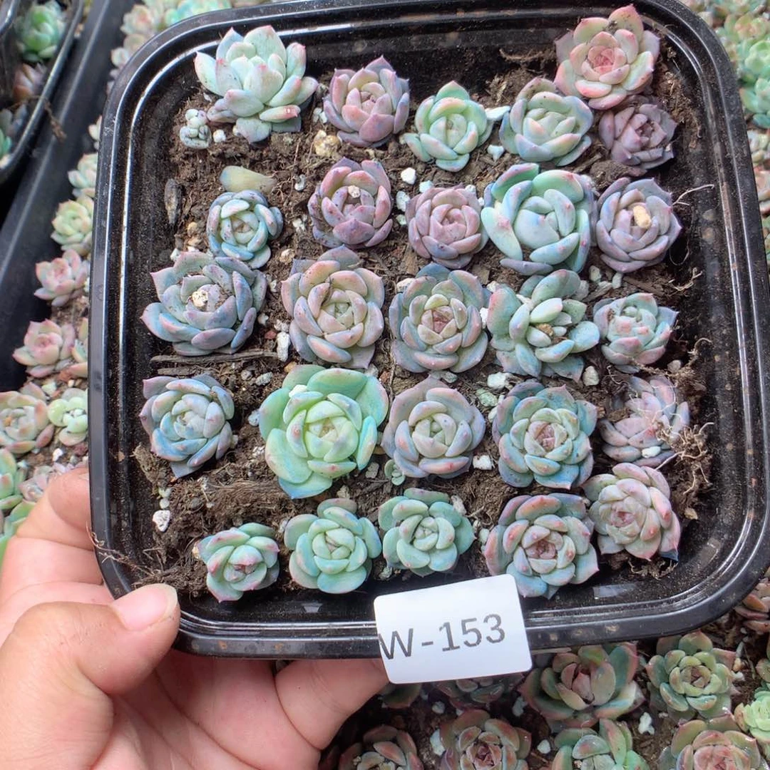 无花朵W153英语英语