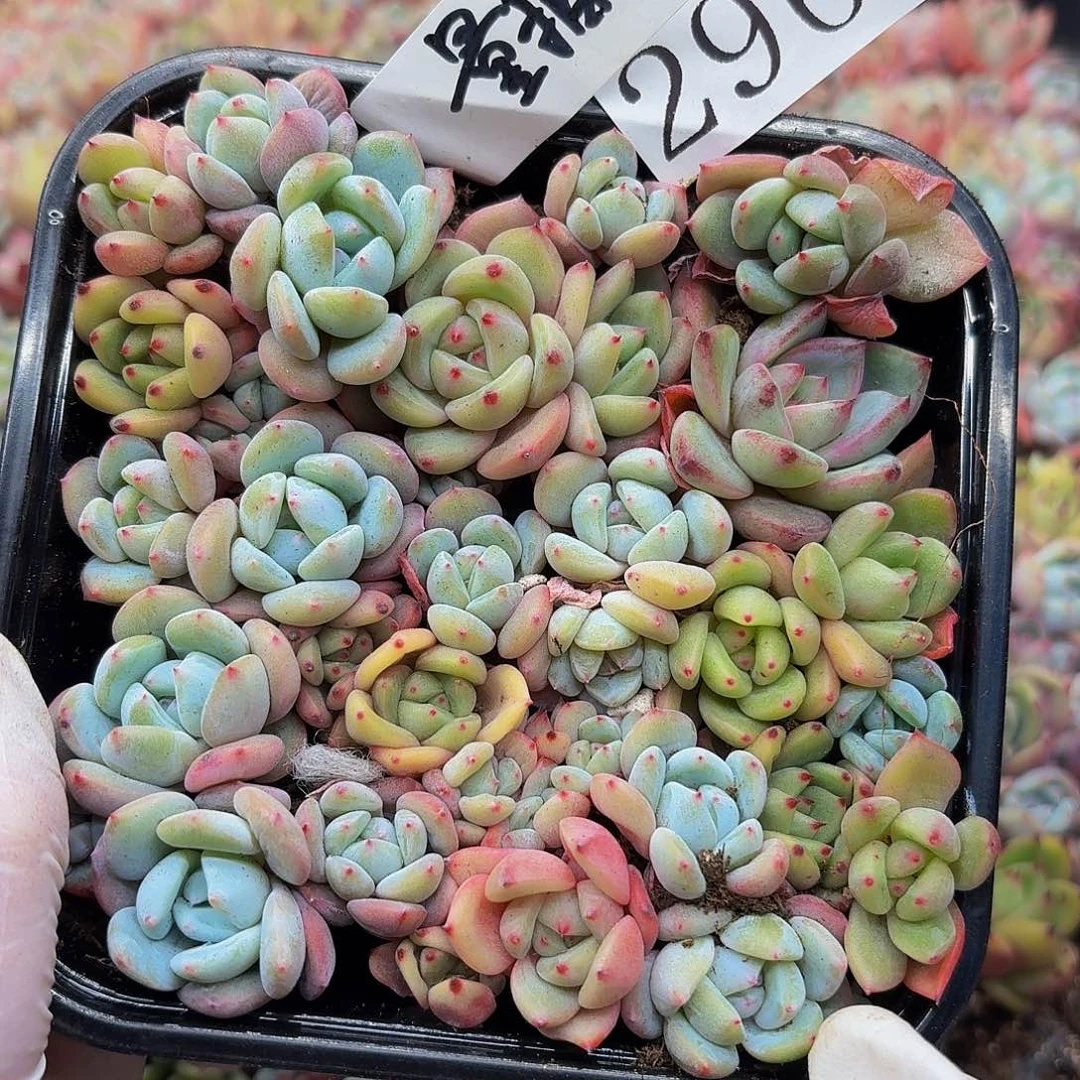 多肉植物多肉植物296量拍