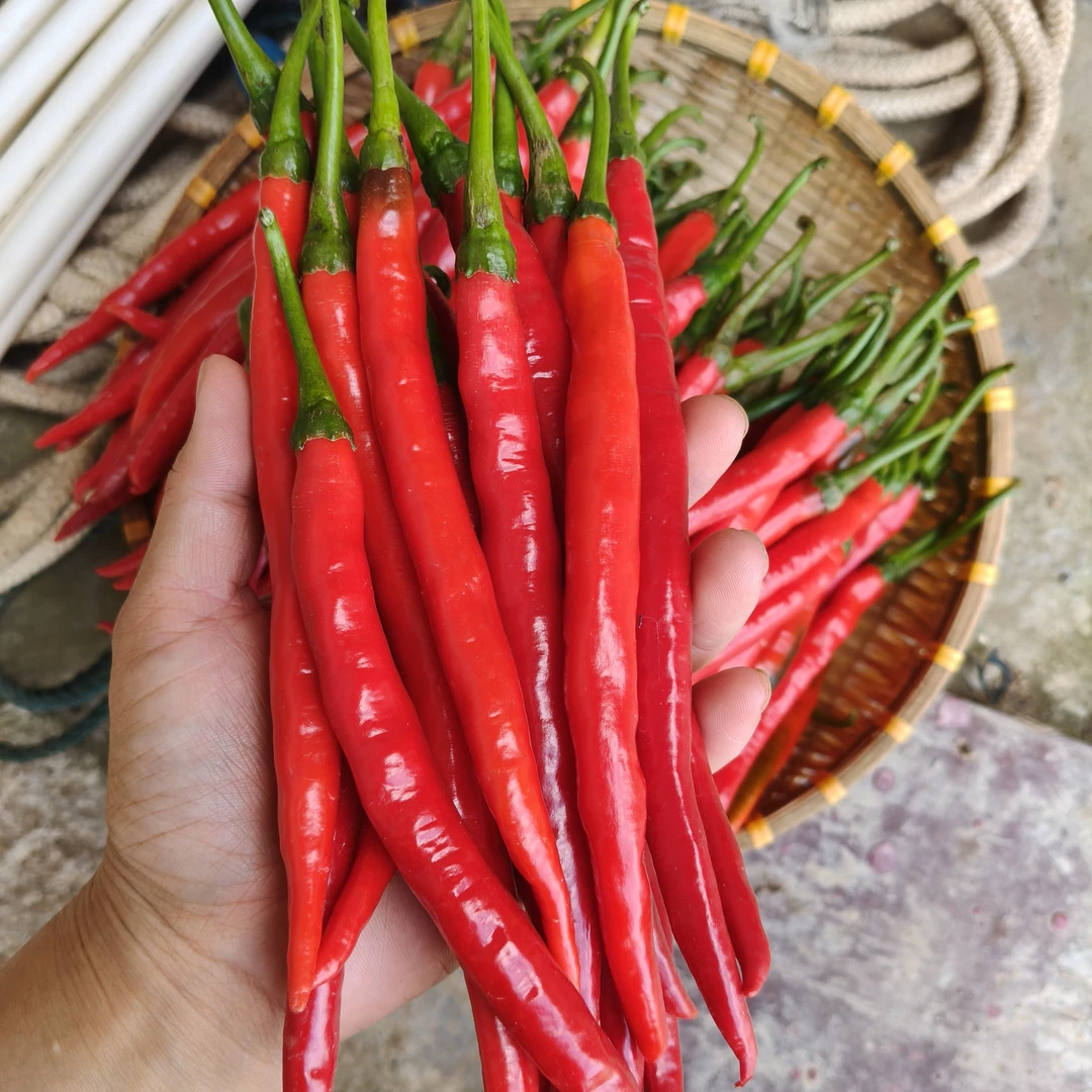 贵州高山新鲜现摘红二荆条红线椒可做剁椒酱泡椒等调味蔬菜