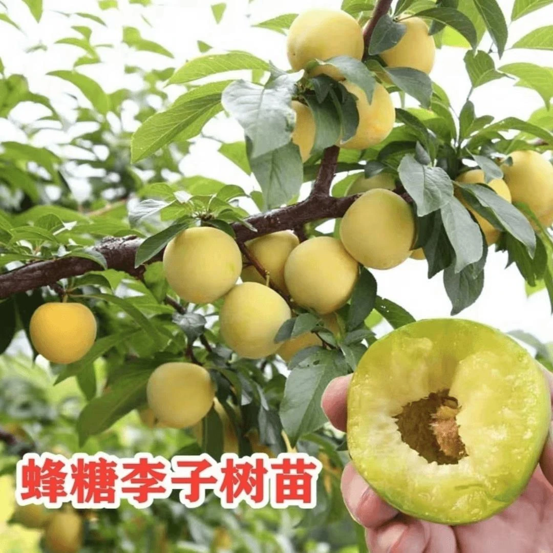 【蜂糖李子树苗】庭院植物盆栽地栽阳台庭院四季种植嫁接果树苗