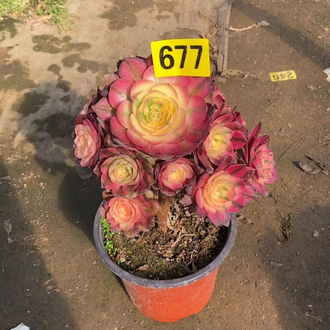 青城多肉法师677