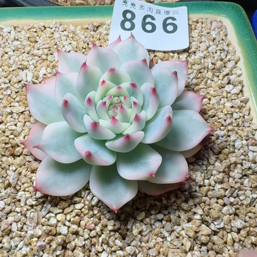 M***n吉娃娃锦      愿你一路坦途，乘风破浪展宏图