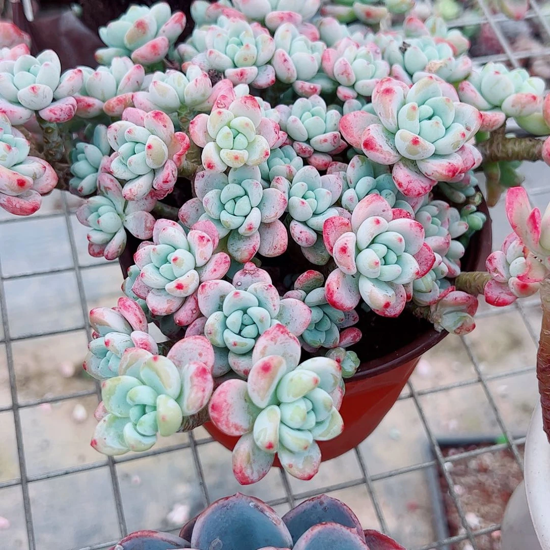 香香劳尔多头群生老桩