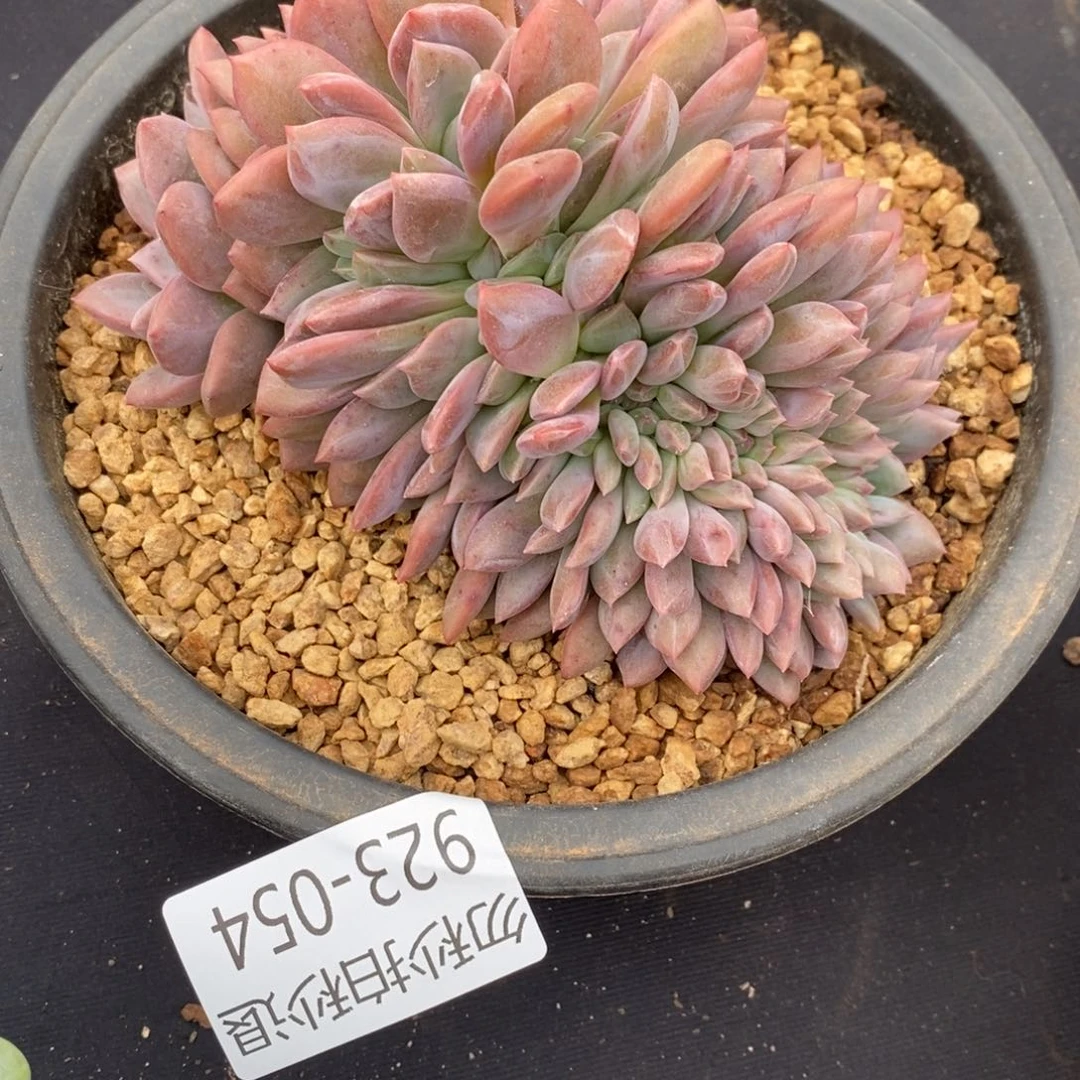 勿秒拍秒退 923-054不知名