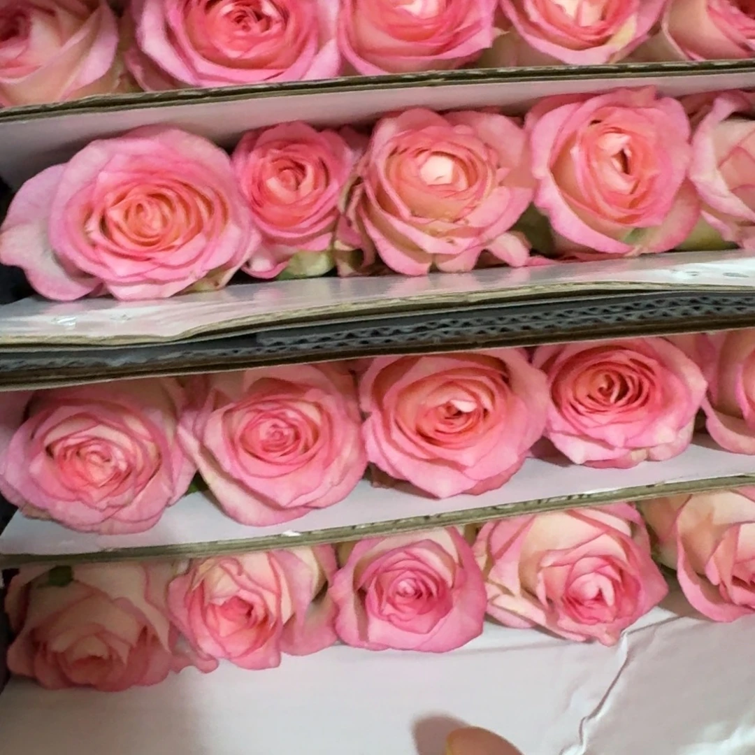 艾莎3扎包邮秒杀价