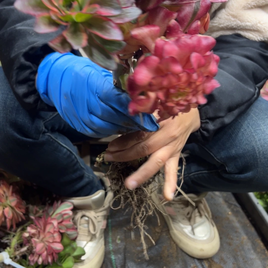 87纳福嫁接不包断多肉