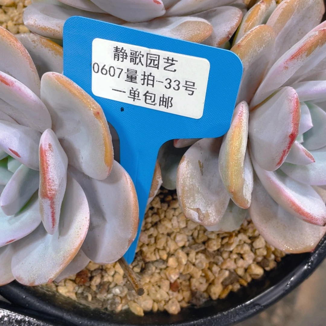 0607-33-韩版奶茶大群一颗