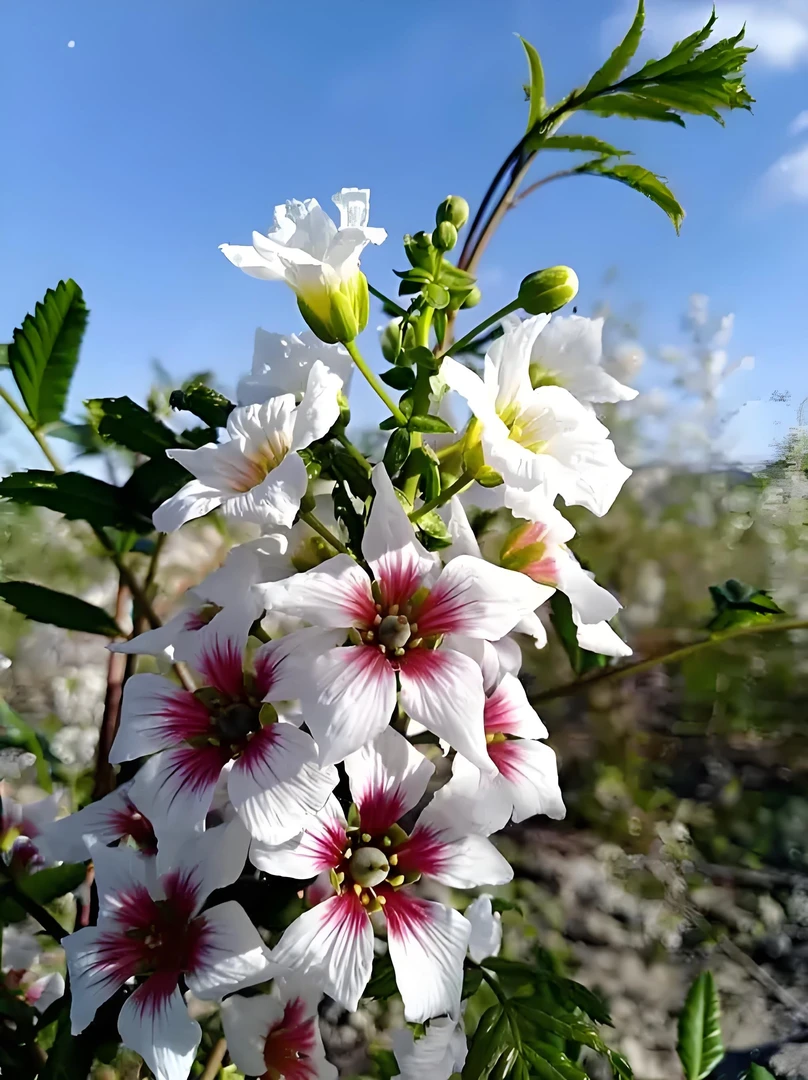 文冠花树苗盆栽地栽庭院耐干旱耐高温五彩七彩文冠树清香文冠花