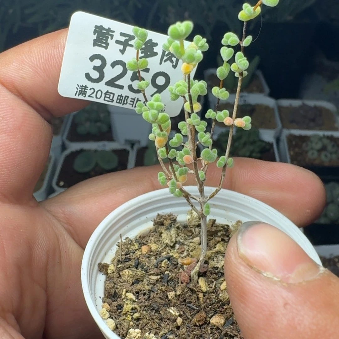 莱斯带盆土。