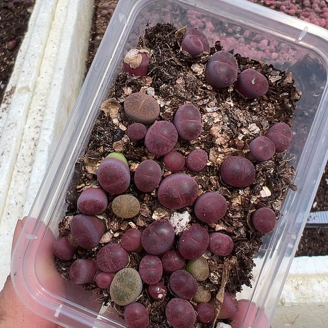 2650岛田酒红小苗下播福利