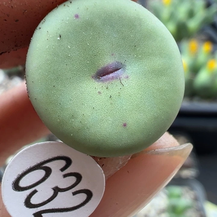 632号11？1111111111