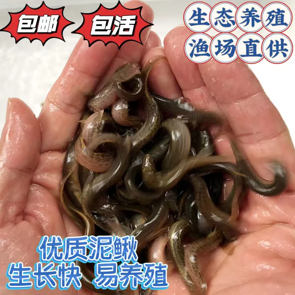 台湾泥鳅苗活体饲料喂龙鱼喂宠喂龟台湾泥鳅广东佛山鲜活发货包邮