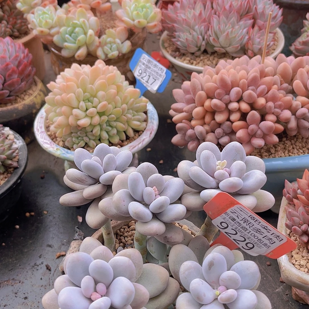 9229原始奶多肉植物