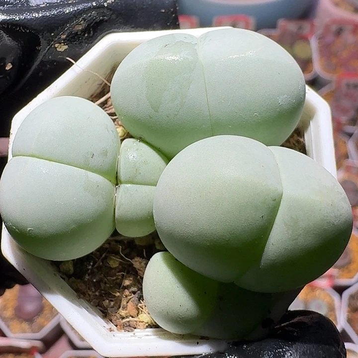 生石花111112。  185