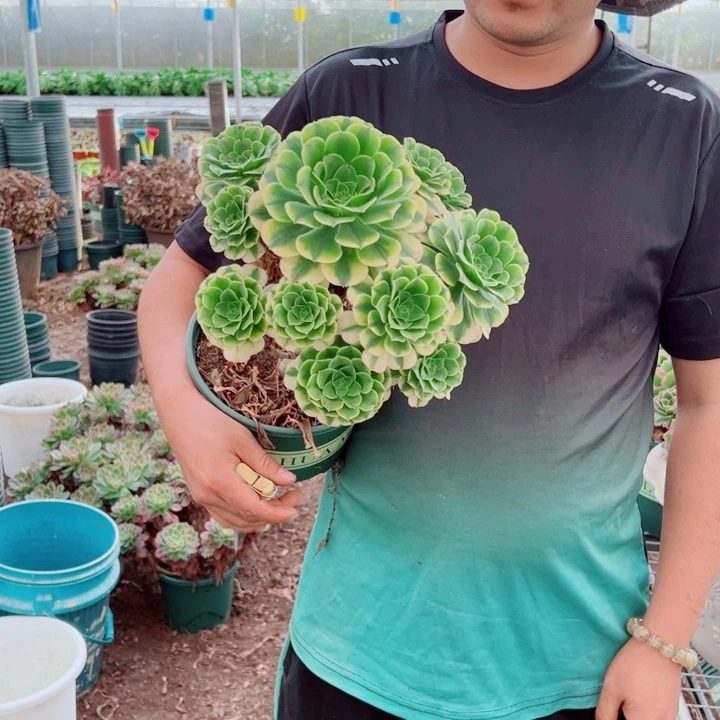 小颗金丝翡翠多肉法师