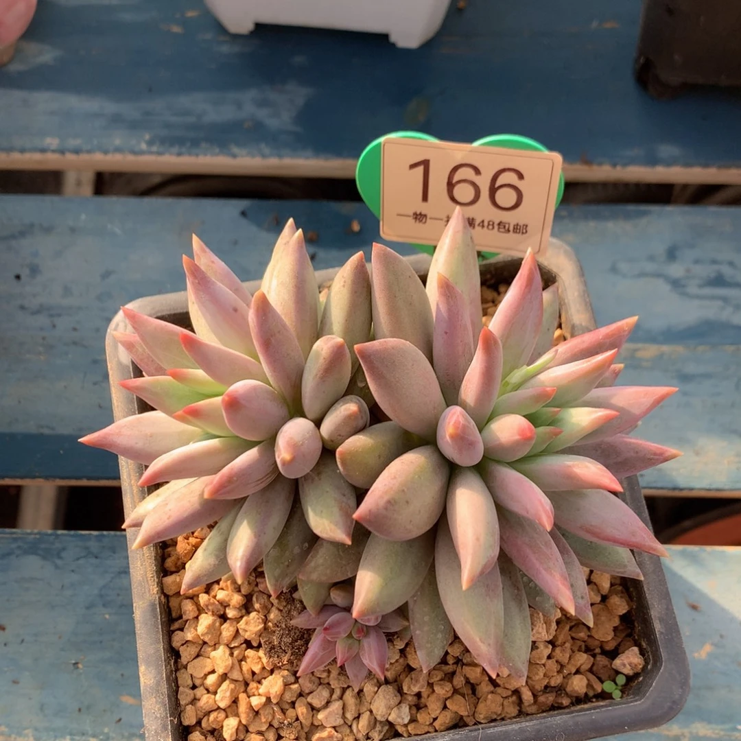 狂***子虞美人羽毛纹彩体166