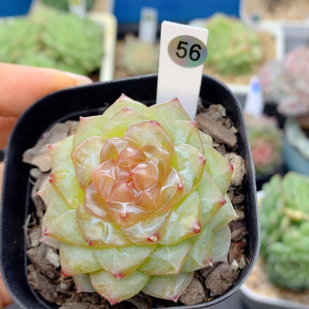 58包邮  群生不包整56