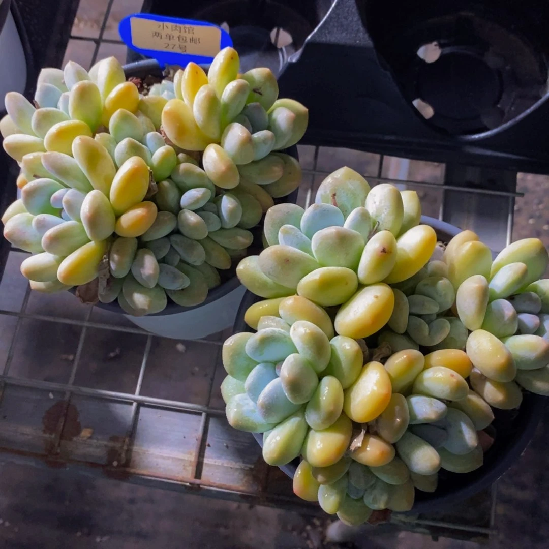 27-精品母本韩版黄体香水多头群一个